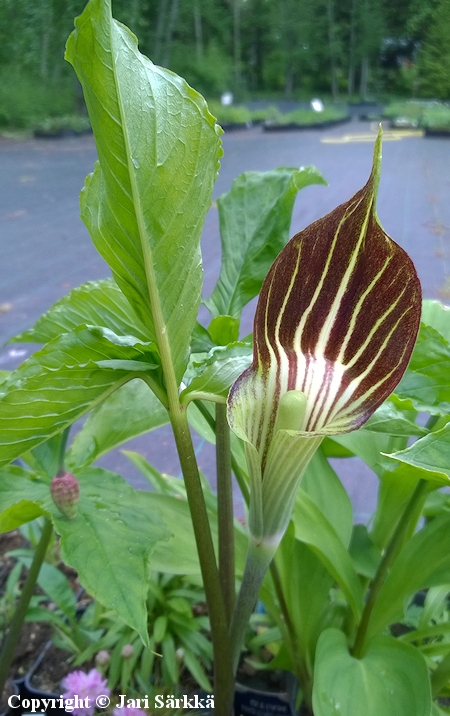 Arisaema bockii, purppurakrskalla